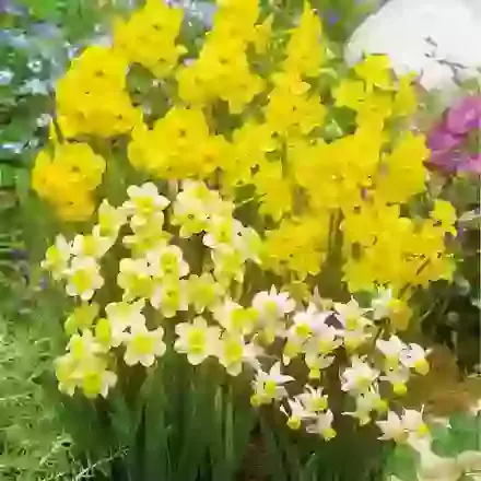 Botanical Mixture